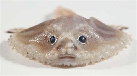 bony eared assfish